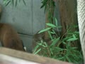 羽村市動物公園　レッサーパンダ　ラテ