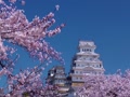 姫路城満開の桜