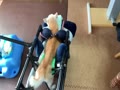 手作り犬用歩行器　１７才１０か月柴犬女の子