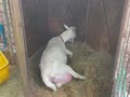 ヤギの出産1-5月6日