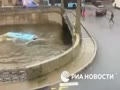 ロシア。サンクトペテルブルクで、旅客バスが橋から転落