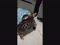 猛獣の戦い.mp4 猛獣の戦い.mp4
